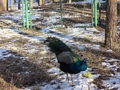 -北京麋鹿生态实验中心