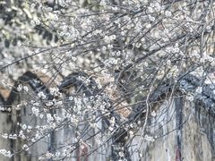 -广州市流溪河国家森林公园