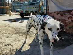 -北京群众马术培训基地