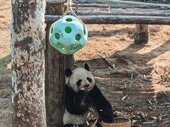 -西霞口神雕山野生动物世界