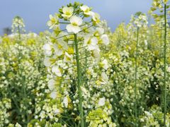 -中国天府农业博览园