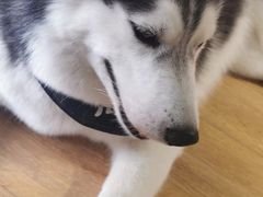 -Husky Go! 哈士奇体验馆·宠物咖啡厅狗咖