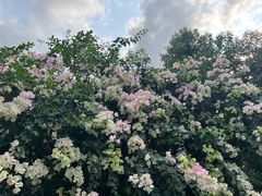 -梧桐山风景名胜区