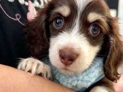 -萌宠之家·腊肠犬·马尔泰·小体犬舍