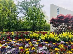 -上海滨江森林公园