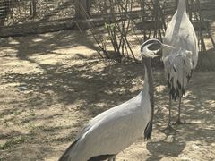 -青藏高原野生动物园