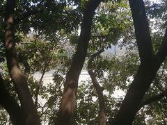 -羚羊峡古栈道森林公园