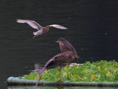 -重庆彩云湖湿地公园
