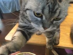 -李小姐の猫咖啡馆(五角场店)