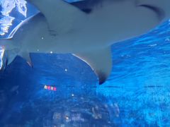 -烟台海昌鲸鲨海洋公园