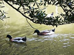 -水濂山森林公园