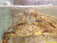 -甄御•海鲜新青岛菜(麦岛店)