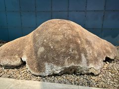 -浙江自然博物院(杭州馆)