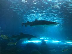 -瑞普利水族馆