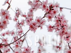 -桃花堤公园