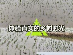 -金卉庄园