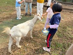 -前小桔亲子创意农场·草莓采摘·露营烧烤