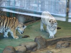 -横道河子东北虎林园