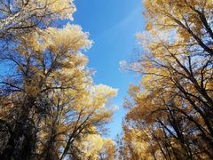 -金塔沙漠胡杨林景区
