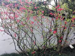 -上海醉白池公园