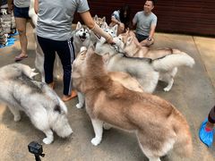 -TrueLove @ Neverland (Husky Cafe)