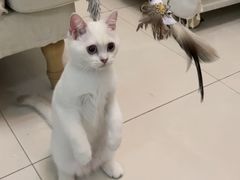 -lincat·猫舍(广州店)