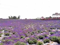 -紫颐香薰山谷景区