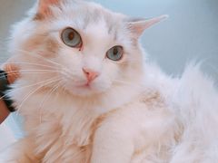 -飞行喵MR PILOT|猫舍·猫咖(静安大融城店)