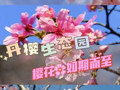 -丹樱生态园