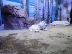 -芜湖新华联大白鲸海洋公园