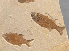 -湖南省地质博物馆