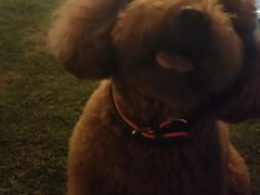 -萌兽医馆·宠物医院·猫骨科(创景店)