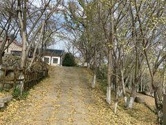-千年银杏谷文化旅游区