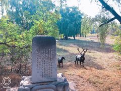 -北京麋鹿生态实验中心