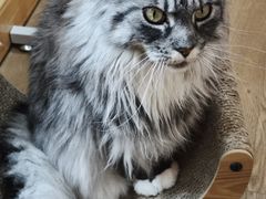 -MOCHA明星猫咖(田子坊店)