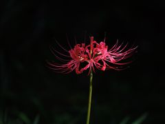 -西湖风景区-江洋畈生态公园