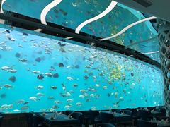 -瑞德姆美人鱼海底演艺主题餐厅(亚龙湾店)