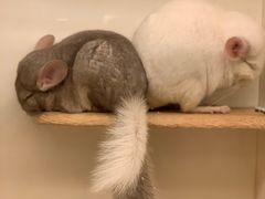 -龙猫仔乐园(惠福东路店)