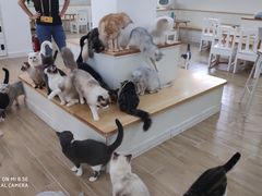 -李小姐の猫咖啡馆(五角场店)