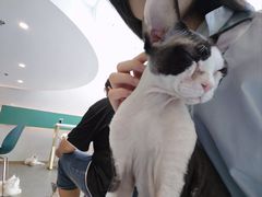 -飞行喵MR PILOT|猫舍·猫咖(静安大融城店)