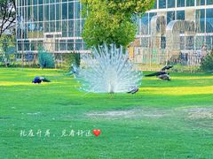 -苏州太湖西山岛开心农场