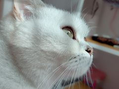 -瑞鹏宠物医院·骨科·猫科·内科(第一中心)