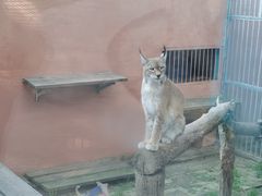 -青藏高原野生动物园