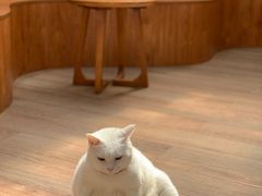 -有猫主题·治愈系猫咖(曾厝垵店)