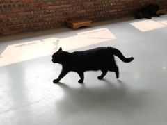 -豆逗聊愈猫阁Easy Life
