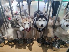 -Husky Go! 哈士奇体验馆·宠物咖啡厅狗咖