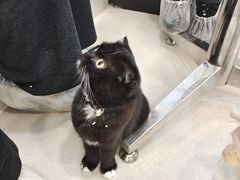 -共舞时光猫咖·狗咖(新街口店)