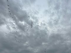 -盐城丹顶鹤湿地生态旅游区