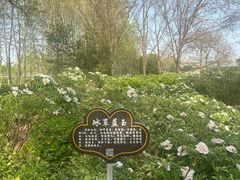 -洛阳市隋唐城遗址植物园