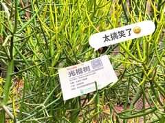 -呀路古热带植物园